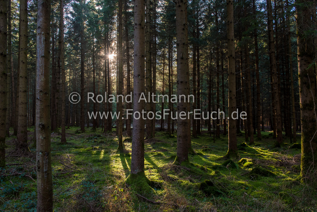 Preview 20151226_Roland_Altmann_7509491.jpg